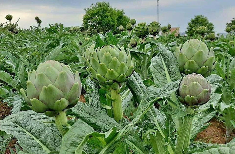 Loai hoa mau xanh to nhu bap cai, dat nhu thit bo My sot dip 8/3-Hinh-2