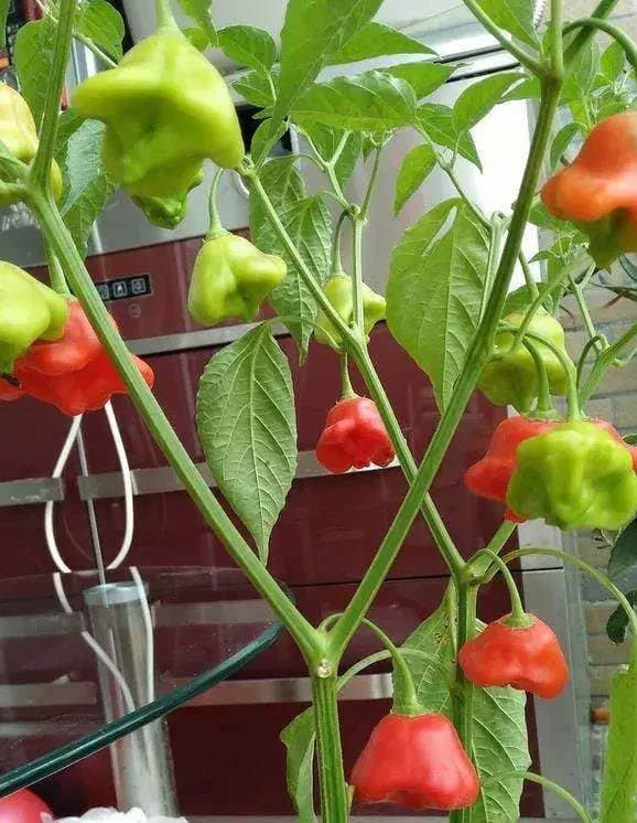 Trong ot tai nha, dung chi do nuoc, lam meo nay ot sai ngap canh-Hinh-5