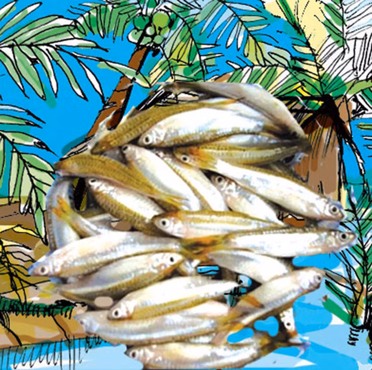 Miền Tây sông nước đầy ắp đặc sản cá tôm từ thượng nguồn đổ về, trong đó có cá lòng tong.