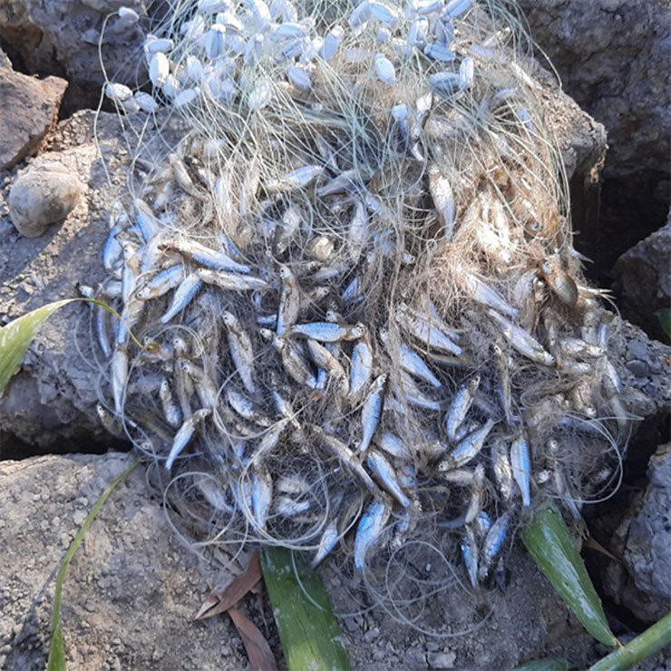 Giờ đây cá lòng tong đã lên đời thành đặc sản nổi tiếng miền Tây. Trên thị trường, loại cá tươi có giá khoảng 100.000-150.000 đồng/kg, còn cá khô có giá lên tới 250.000 đồng/kg.