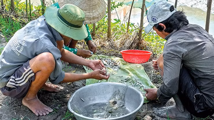 Không phải một nhà mà cả xóm cả làng xúm nhau đánh bắt cá lòng tong
