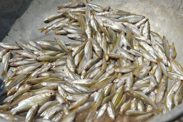 Trước đây người ta còn bắt cá lòng tong mang về cho vịt ăn, hoặc để phơi khô làm phân bón dưa, bầu, bí