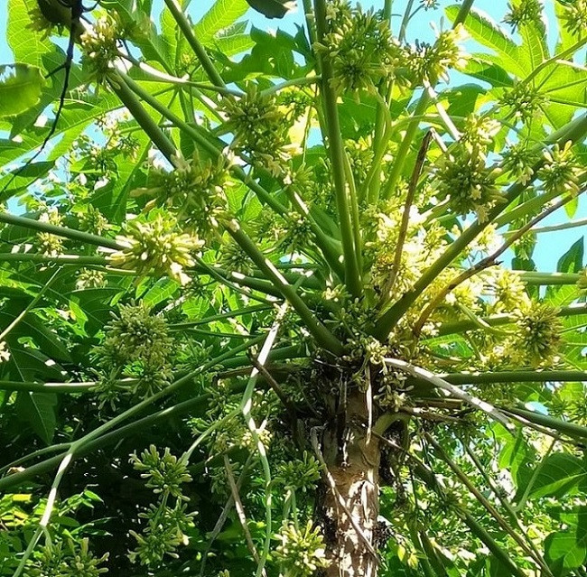 Loai hoa xua nhieu nguoi vut bo, nay duoc lung mua voi gia ca trieu dong/kg-Hinh-3