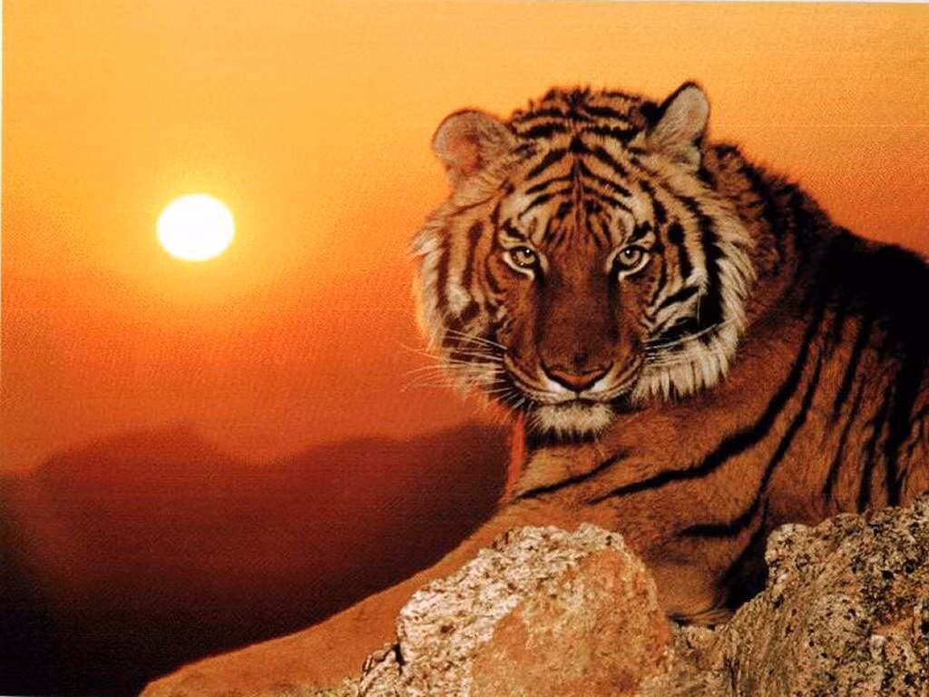 Lời khuyên dành cho những chú Hổ là hãy biết sử dụng hiệu quả các nguồn lực mình có thay vì luôn cố giải quyết vấn đề một mình. Họ vốn là người mạnh mẽ, có khả năng, nhất định vận trình đầu tháng 3 dương lịch sẽ suôn sẻ, đón nhiều tin vui. 