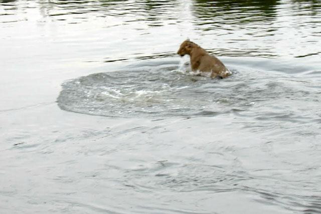 Cuối cùng chú sư tử cũng thoát chết. 