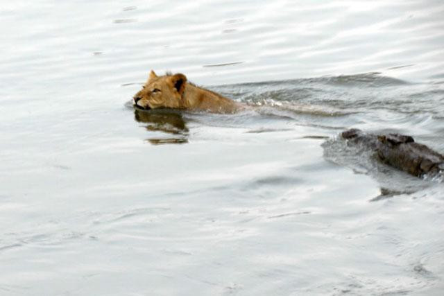 Khi đã áp sát, con cá sấu liền tấn công.