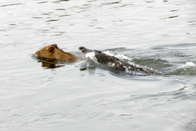 Rất may cho chú sư tử là dù cú đớp của con cá sấu đã chuẩn xác, nhưng lại không hiểm nên nó vẫn vùng vẫy thoát ra được.