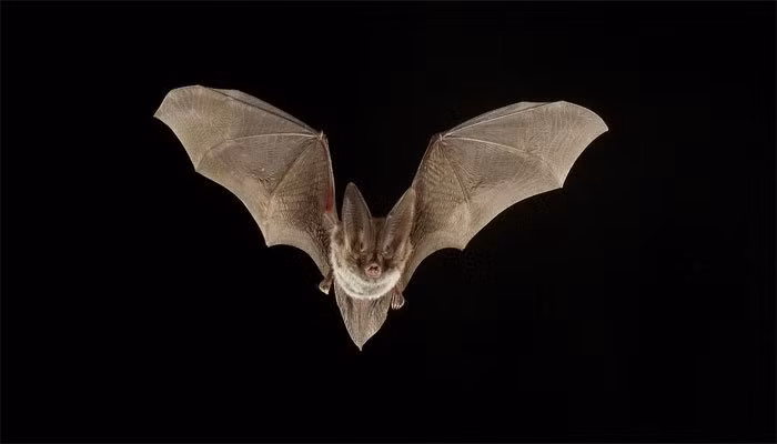 8 con vat la de tu Than Tai, vao nha mang may man, dung dai xua duoi-Hinh-5