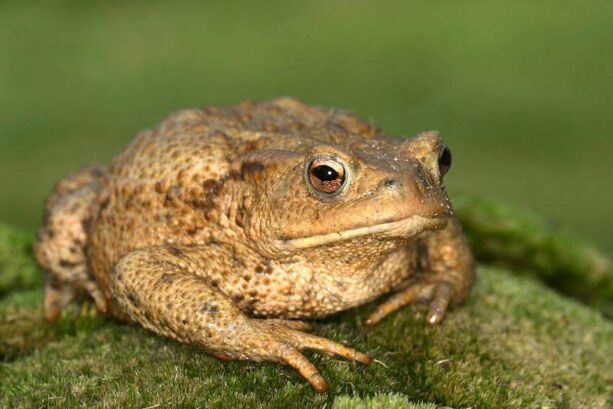 8 con vat la de tu Than Tai, vao nha mang may man, dung dai xua duoi-Hinh-7