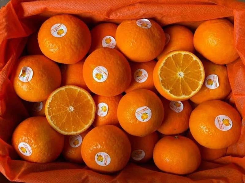 Giua luc cam, quyt tang gia, nhieu loai trai cay sang chanh re bat ngo