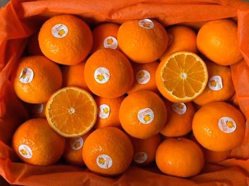 Giua luc cam, quyt tang gia, nhieu loai trai cay sang chanh re bat ngo