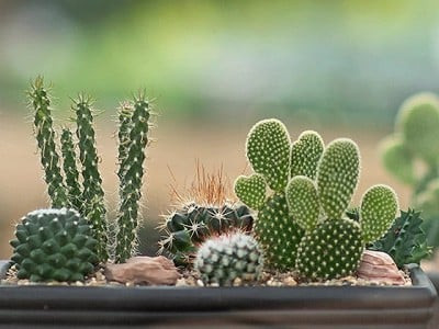 Nhưng một số loại cây rất bình thường nhưng ảnh hưởng tới phong thuỷ lại rất xấu, ví dụ tiêu biểu nhất là cây xương rồng. Đây là một trong những loại cây được nhiều người ưa chuộng. Tuy nhiên cây xương rồng lại có tính phá phong thủy rất lớn khi đặt tại bàn làm việc hoặc nơi làm việc vì nó có thể khiến công việc không thuận lợi. 