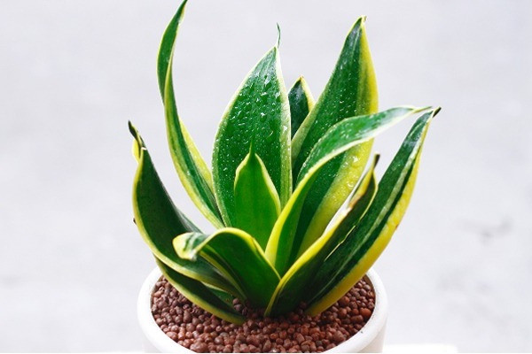 Cây phong thủy. Hầu hết các loại cây xanh đều có thể đặt trong phòng khách, phòng ngủ hay phòng làm việc, đặc biệt là các loại cây phú quý thường gặp trên thị trường như cây kim tiền, trúc phú quý, cây phát tài… Chúng không những có tác dụng cải thiện toàn bộ môi trường mà còn mang lại may mắn.