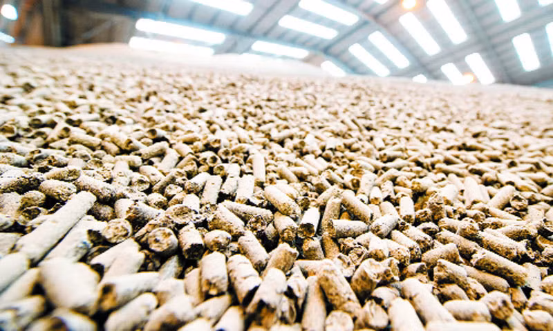 Hai san trong nuoc tang gia, oc dac san nhap khau re bat thuong-Hinh-2