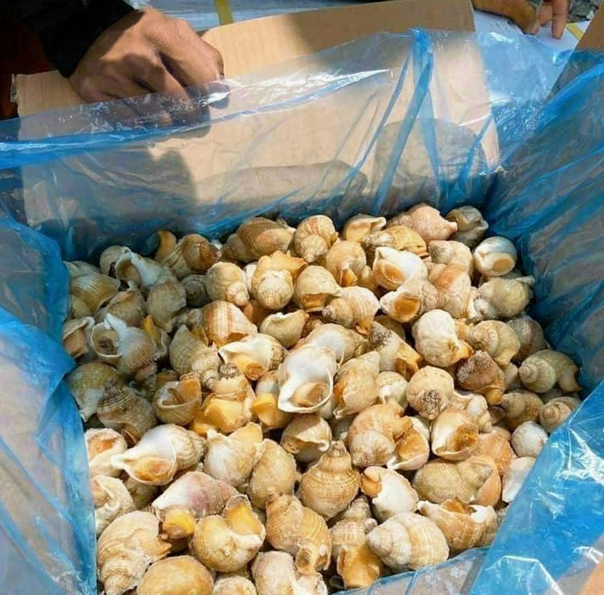 Hai san trong nuoc tang gia, oc dac san nhap khau re bat thuong