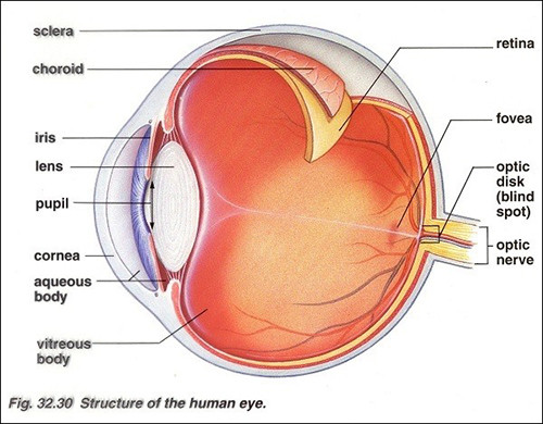Loat bat ngo ve 5 giac quan cua con nguoi-Hinh-2