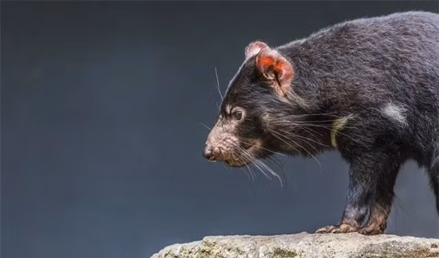 Tieng keu ron toc gay cua loai sat thu 'hoi sinh’ sau 3.000 nam-Hinh-3