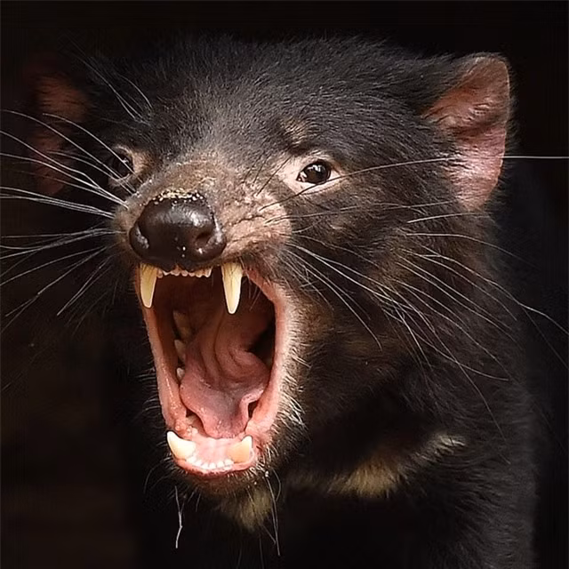 Tieng keu ron toc gay cua loai sat thu 'hoi sinh’ sau 3.000 nam-Hinh-5