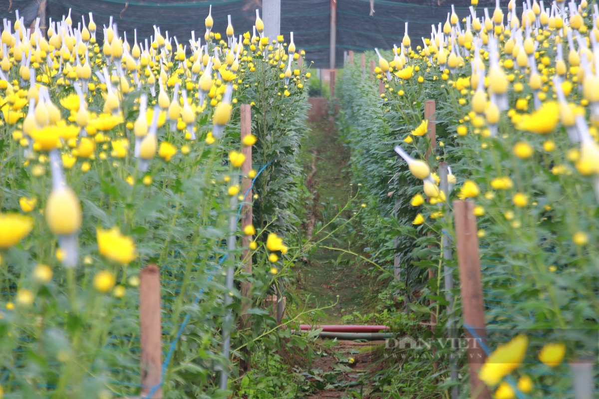 Người dân làng hoa Mỹ Tân canh tác đủ các loại hoa tươi để cung cấp ra thị trường. Tuy nhiên, chủ lực vẫn là hoa cúc, chiếm 80% diện tích. Ảnh: Mai Chiến.