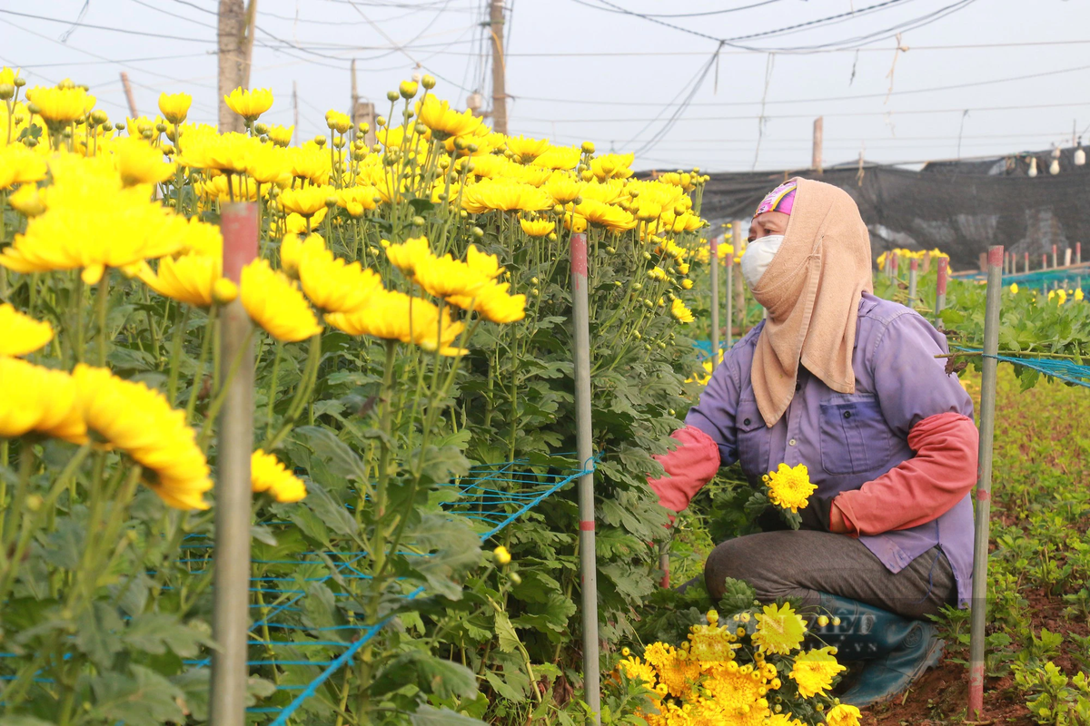 Đi sâu vào trong làng hoa, chúng tôi thấy dưới vườn, người dân làng hoa Mỹ Tân đang tất bật làm việc. Người thì xuống giống, tưới nước; người thì cắt hoa, chụp lưới… Ảnh: Mai Chiến.