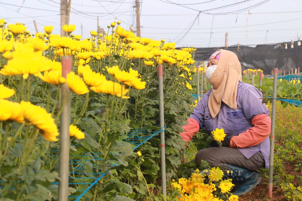 Đi sâu vào trong làng hoa, chúng tôi thấy dưới vườn, người dân làng hoa Mỹ Tân đang tất bật làm việc. Người thì xuống giống, tưới nước; người thì cắt hoa, chụp lưới… Ảnh: Mai Chiến.