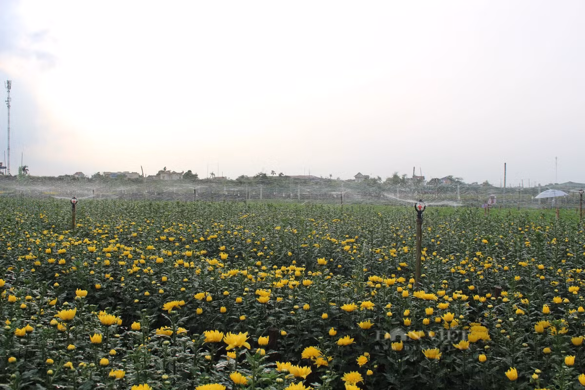 Những năm qua, nhiều chủ vườn ở làng hoa Mỹ Tân đã đẩy mạnh đầu tư công nghệ vào sản xuất hoa nhằm nâng cao giá trị kinh tế. Ảnh: Mai Chiến.