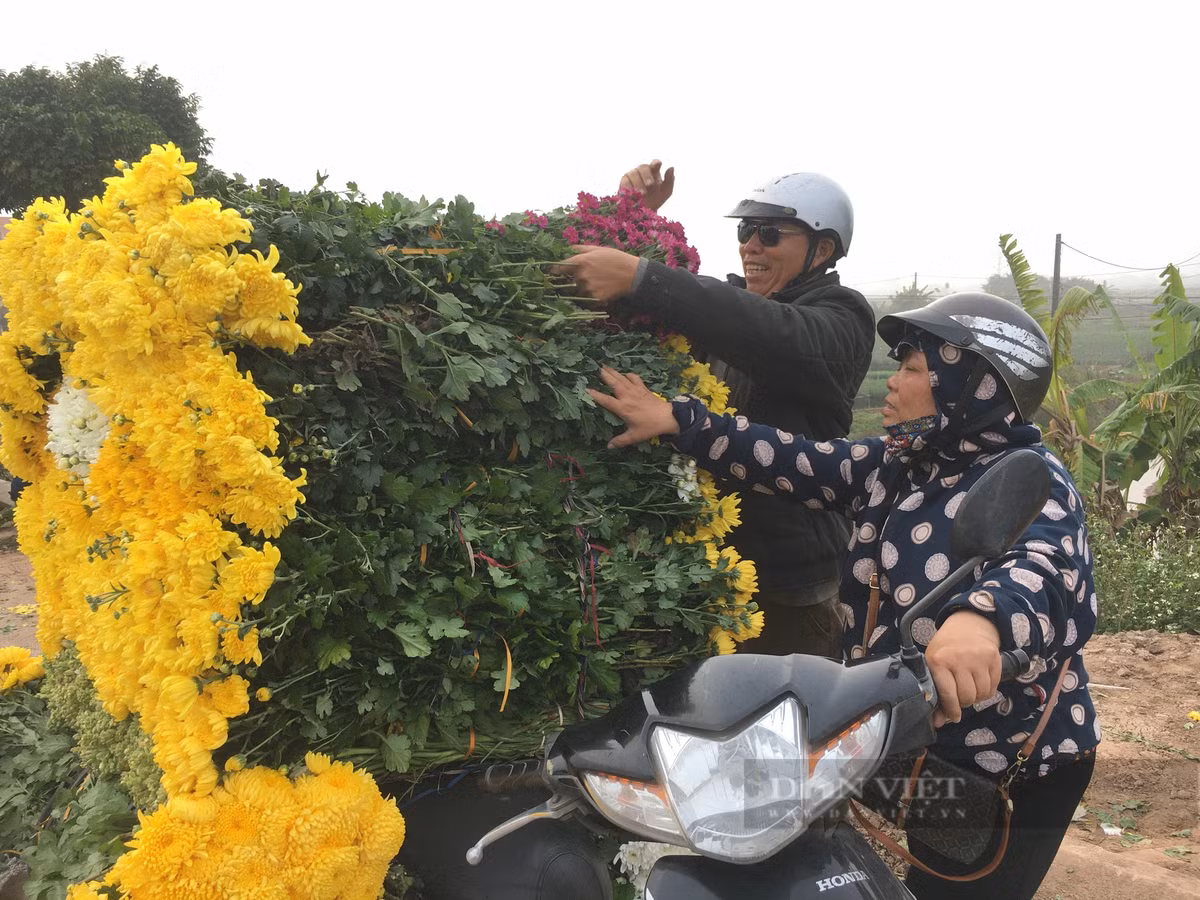 Vợ chồng thương lái quê Thái Bình chia sẻ, dịp cuối năm, lượng hoa tươi tiêu thụ mạnh nên vợ chồng ông thường xuyên sang làng hoa Mỹ Tân để nhập hoa tươi rồi bán lẻ cho các đầu mối ở quê. Ảnh: Mai Chiến.