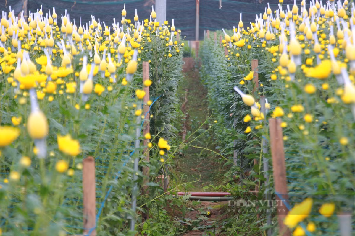 Người dân làng hoa Mỹ Tân canh tác đủ các loại hoa tươi để cung cấp ra thị trường. Tuy nhiên, chủ lực vẫn là hoa cúc, chiếm 80% diện tích. Ảnh: Mai Chiến.