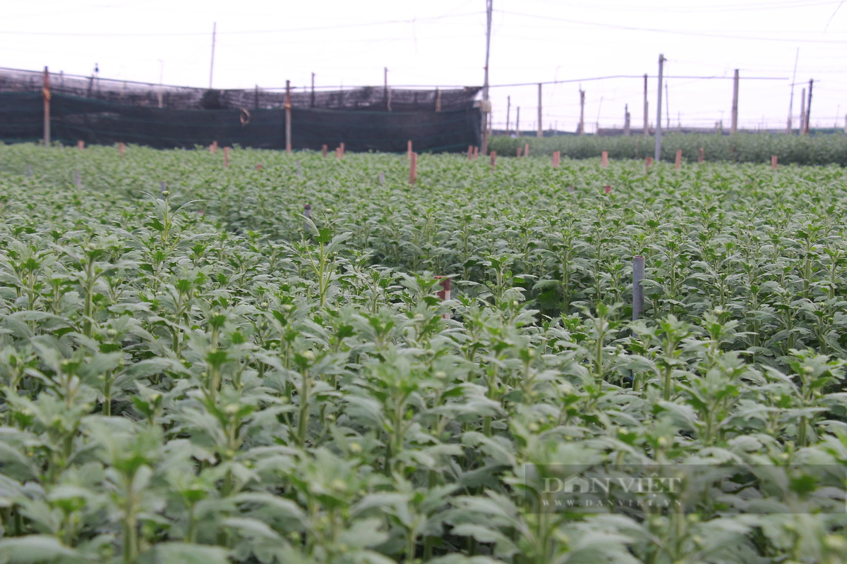 Để đảm bảo nguồn cung cho thị trường Tết Nguyên đán 2024, người dân làng hoa Mỹ Tân đang tích cực chăm bón, ngắt bớt nụ hoa để lứa hoa kịp khoe sắc đón xuân về. Ảnh: Mai Chiến.