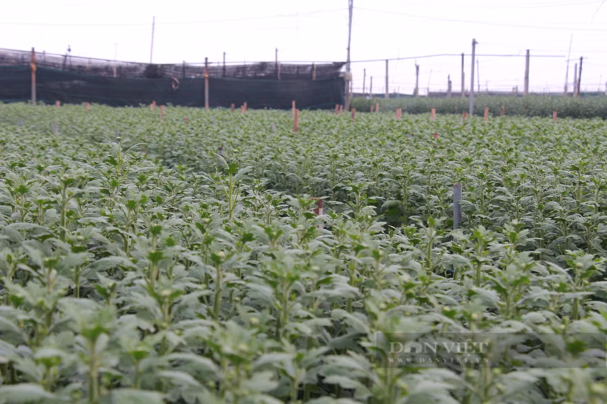 Để đảm bảo nguồn cung cho thị trường Tết Nguyên đán 2024, người dân làng hoa Mỹ Tân đang tích cực chăm bón, ngắt bớt nụ hoa để lứa hoa kịp khoe sắc đón xuân về. Ảnh: Mai Chiến.