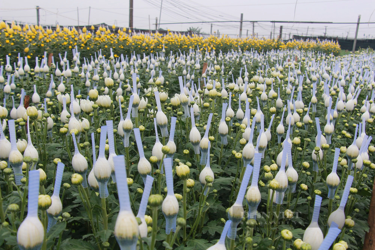 Với quy mô khoảng 5 sào, gia đình chị Mai canh tác theo kiểu cuốn chiếu nhằm tránh tình trạng hoa nở ùn ứ, tồn đọng. Ảnh: Mai Chiến.