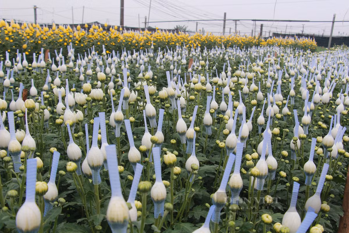 Với quy mô khoảng 5 sào, gia đình chị Mai canh tác theo kiểu cuốn chiếu nhằm tránh tình trạng hoa nở ùn ứ, tồn đọng. Ảnh: Mai Chiến.