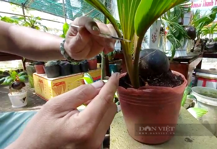 Hoa rong bonsai choi Tet Giap Thin, chang trai TPHCM thu bon tien-Hinh-2