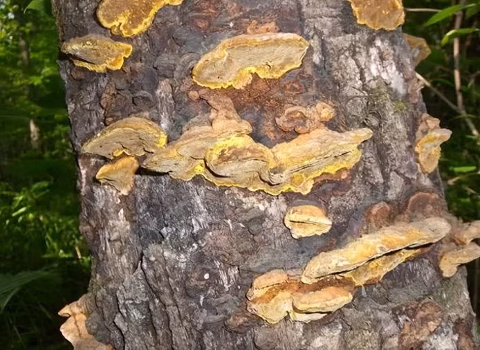 Phat hoang voi loai cay gay dau don, cham vao nhu bi set danh