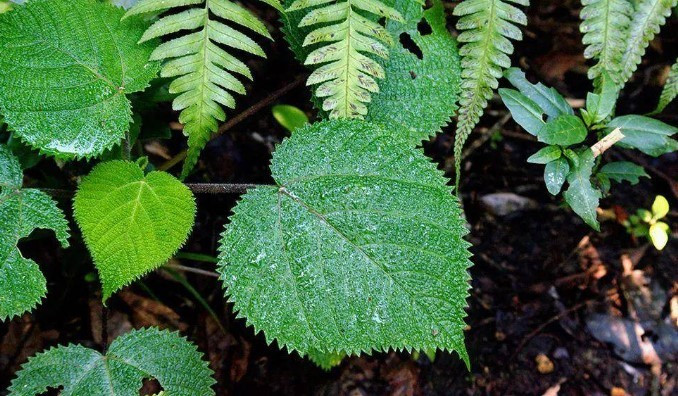 Phát hoảng với loài cây gây đau đớn, chạm vào như bị sét đánh - Hình 2 Phat hoang voi loai cay gay dau don, cham vao nhu bi set danh-Hinh-2