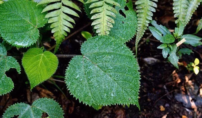 Phat hoang voi loai cay gay dau don, cham vao nhu bi set danh-Hinh-2