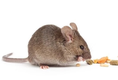 Loai chuot biet tuong tuong giong het con nguoi, chuyen gia noi sao?