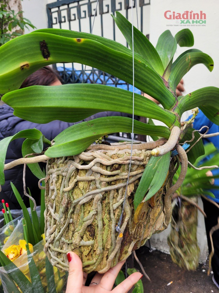 Hoa lan xuong pho ngay can Tet, gia ban gap doi van dat hang-Hinh-8