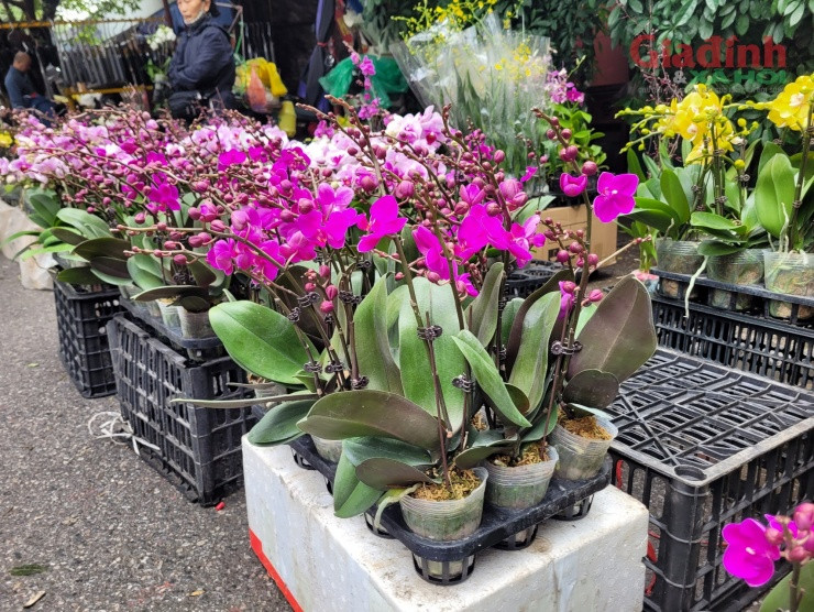Hoa lan xuong pho ngay can Tet, gia ban gap doi van dat hang-Hinh-3