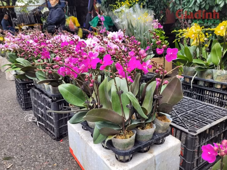 Hoa lan xuong pho ngay can Tet, gia ban gap doi van dat hang-Hinh-3