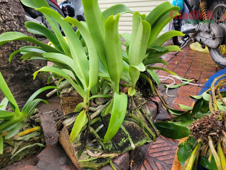 Hoa lan xuong pho ngay can Tet, gia ban gap doi van dat hang-Hinh-7