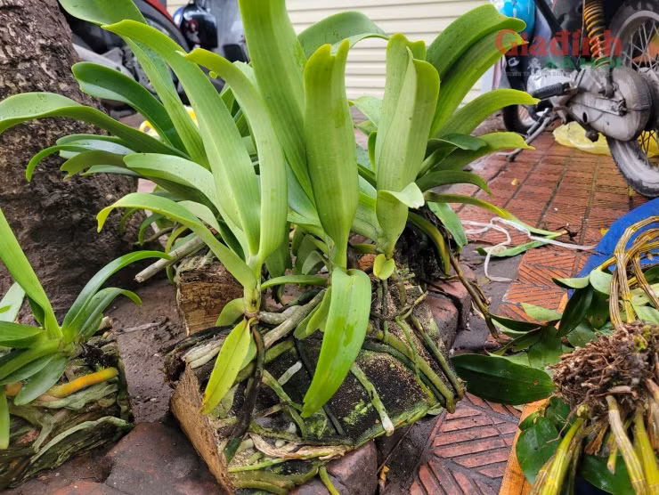 Hoa lan xuong pho ngay can Tet, gia ban gap doi van dat hang-Hinh-7