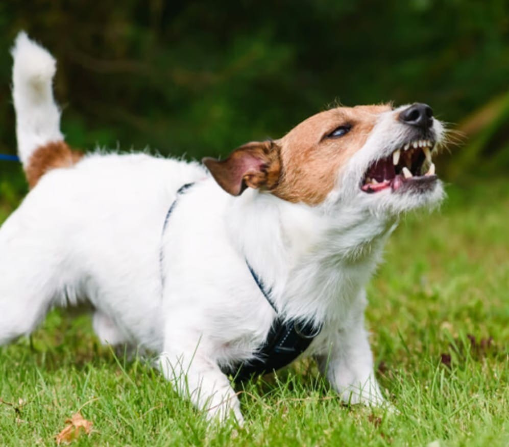 Tai sao cho chi sua den mot so nguoi nhat dinh-Hinh-2