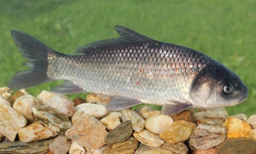 Vi sao ca nuoc ngot khong the song o bien?