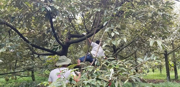 Trồng sầu riêng cứ 1 công đất, nông dân Hậu Giang lời 80 triệu/năm Trong sau rieng cu 1 cong dat, nong dan Hau Giang loi 80 trieu/nam