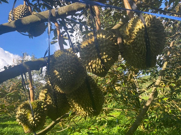 Trồng sầu riêng cứ 1 công đất, nông dân Hậu Giang lời 80 triệu/năm - Hình 2 Trong sau rieng cu 1 cong dat, nong dan Hau Giang loi 80 trieu/nam-Hinh-2