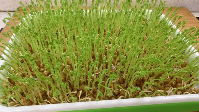 Loai rau xao voi trung vua la thuoc bo, tang cuong suc luc-Hinh-2