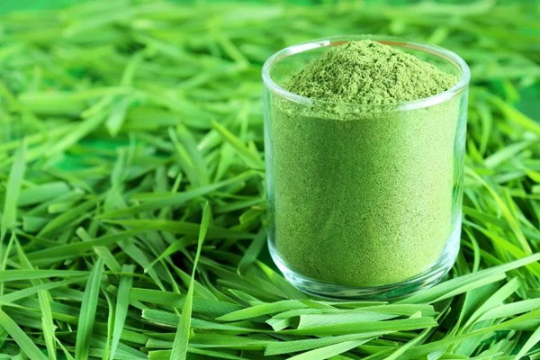 1 loại bột được mệnh danh là “thuốc trẻ hóa”, phòng bệnh ung thư - Hình 2 1 loai bot duoc menh danh la “thuoc tre hoa”, phong benh ung thu-Hinh-2