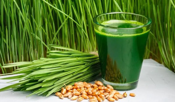 1 loại bột được mệnh danh là “thuốc trẻ hóa”, phòng bệnh ung thư 1 loai bot duoc menh danh la “thuoc tre hoa”, phong benh ung thu