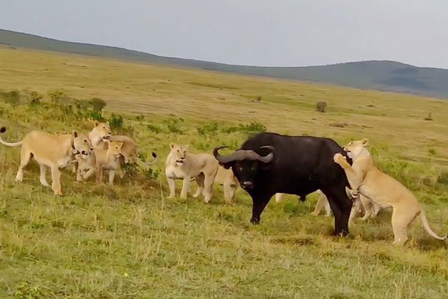 CLIP: Trau rung dung manh khien 16 con su tu ‘an qua dang